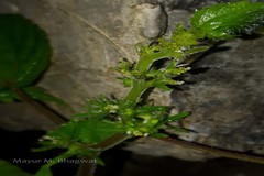 Acalypha brachystachya